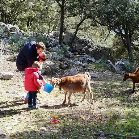 Farm stay Son Alzines Lluc